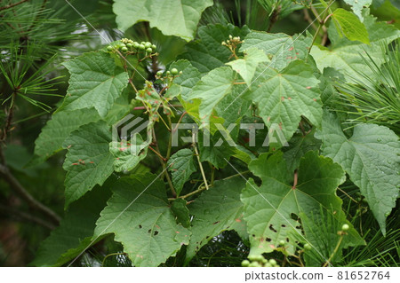 Green wild grape berries and flowers 81652764