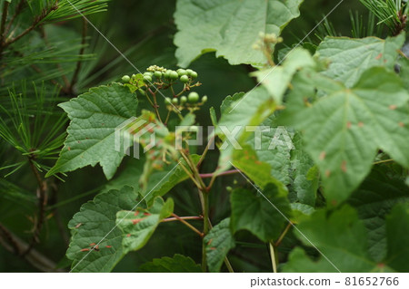 仍然綠色的葡萄果實和花朵 仍然綠色的葡萄果實和花朵 81652766