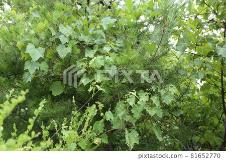 Green wild grape berries and flowers 81652770