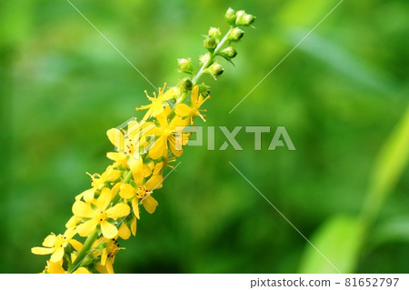 As autumn approaches, the number of flowers of the goldenrod increases. As autumn approaches, the number of flowers of the goldenrod increases. 81652797