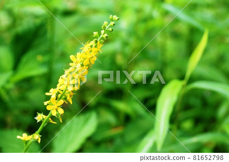 As autumn approaches, the number of flowers of the goldenrod increases. As autumn approaches, the number of flowers of the goldenrod increases. 81652798