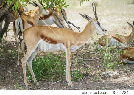 埃托沙國家公園的跳羚 81652843