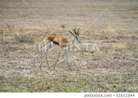 Springbok in Etosha National Park Springbok in Etosha National Park 81652844