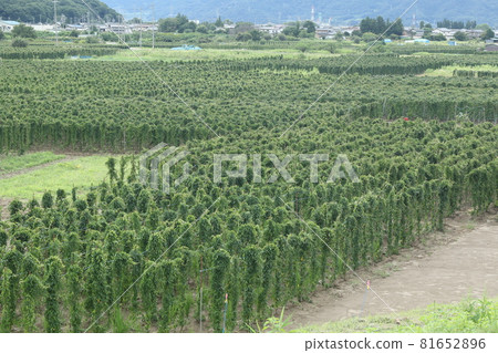 納迦山藥田鋪展在沙地上 81652896