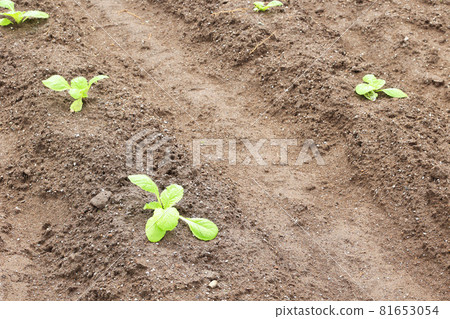大白菜幼苗在田間生根發芽。 81653054