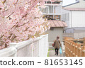 櫻桃樹 81653145