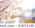 櫻桃樹 81653146