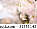 櫻桃樹 81653148