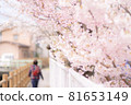 櫻桃樹 81653149