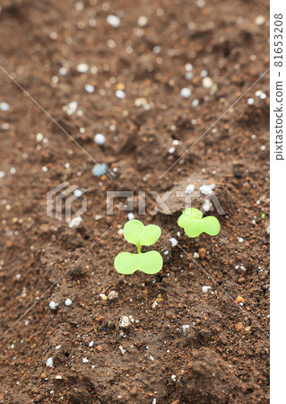 Radish seeds germinated. Radish seeds germinated. 81653208