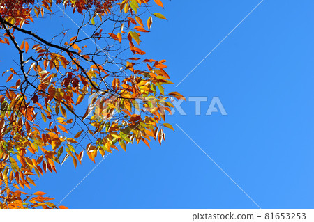 Autumn leaves in the woods at Shiki no Mori Park Autumn leaves in the woods at Shiki no Mori Park 81653253