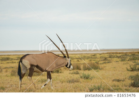 Oryx in Etosha National Park 81653476