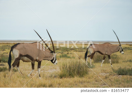 埃托沙國家公園的羚羊 81653477