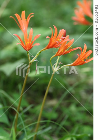 A red spider lily, the orange Lycoris sanguinea, which blooms in the mountains in the summer 81653493