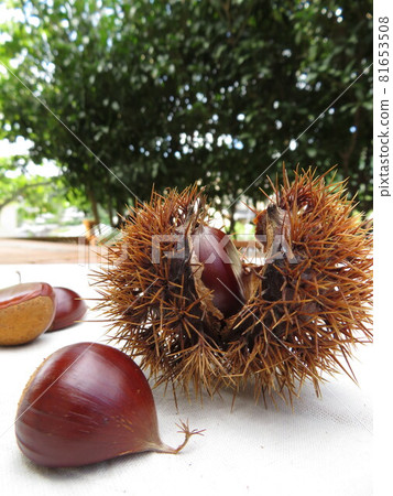 A bountiful autumn harvest: chestnuts and chestnut burrs 81653508