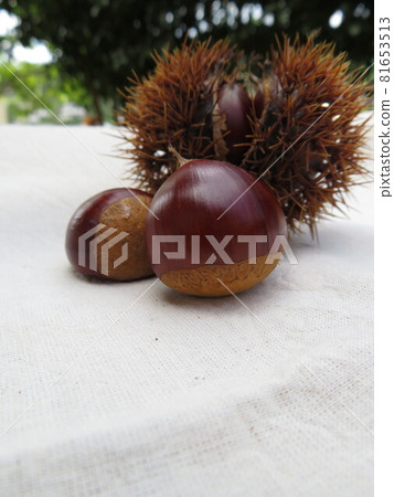 A bountiful autumn harvest: chestnuts and chestnut burrs 81653513