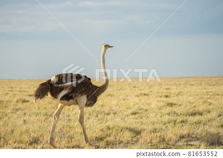 Southern African Ostrich 81653552