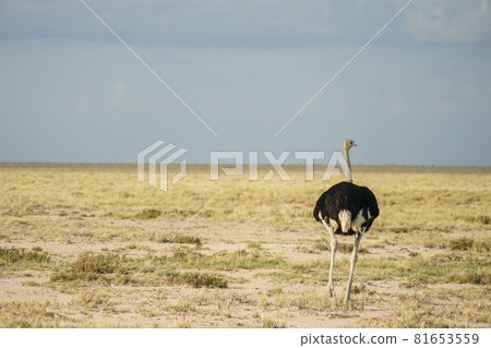 Southern African Ostrich Southern African Ostrich 81653559