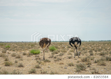 Southern African Ostrich 81653564