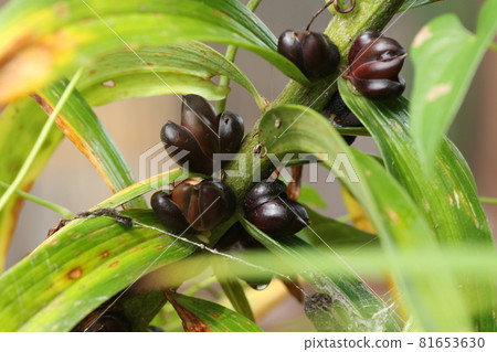 Propagule on the stem of an orange tiger lily Propagule on the stem of an orange tiger lily 81653630