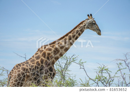 Giraffe in Etosha National Park Giraffe in Etosha National Park 81653652
