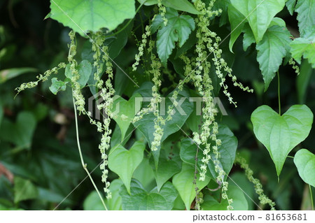 A small flower of Onidokoro that looks just like a yam A small flower of Onidokoro that looks just like a yam 81653681