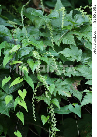A small flower of Onidokoro that looks just like a yam 81653682