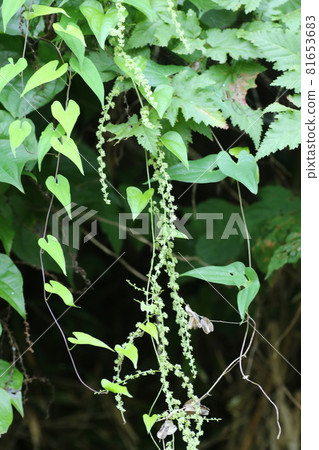 A small flower of Onidokoro that looks just like a yam A small flower of Onidokoro that looks just like a yam 81653683