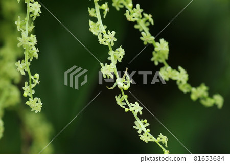 Onidokoro的一朵看起來像山藥的小花 81653684