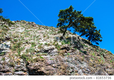 Sanriku Fukko National Park Michinoku Shiokaze Trail Goishi Beach Drawstring Rock Pine Sanriku Fukko National Park Michinoku Shiokaze Trail Goishi Beach Drawstring Rock Pine 81653736