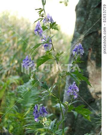 Aconite at the end of summer 81653759
