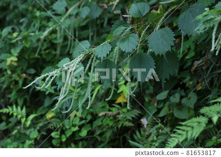 亞布毛的花,蕁麻科植物,自然生長在山野中 亞布毛的花,蕁麻科植物,自然生長在山野中 81653817