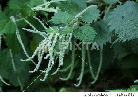 Flowers of Yabumao, a plant of the Urticaceae family that grows naturally in the mountains and fields 81653818
