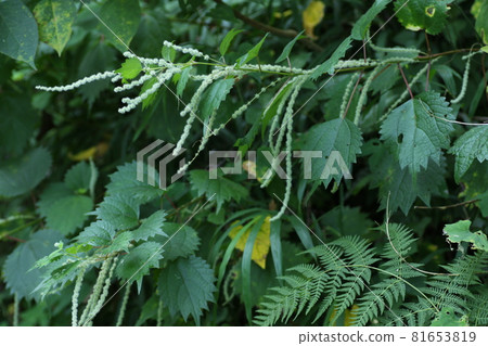 亞布毛的花，蕁麻科植物，自然生長在山野中 81653819
