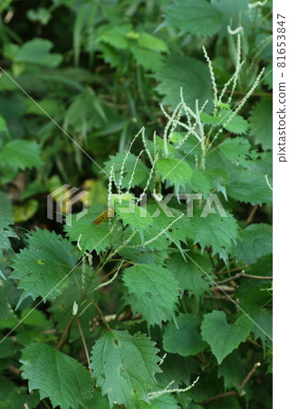 亞布毛的花,蕁麻科植物,自然生長在山野中 亞布毛的花,蕁麻科植物,自然生長在山野中 81653847