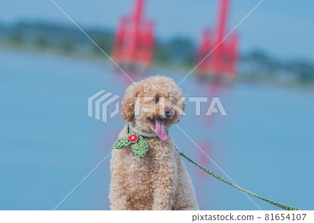 Walking with a dog on Lake Hamana Walking with a dog on Lake Hamana 81654107