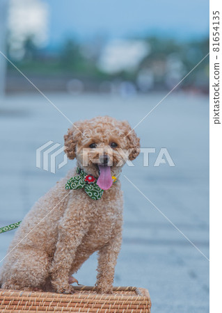 帶著狗狗在濱名湖散步 帶著狗狗在濱名湖散步 81654135