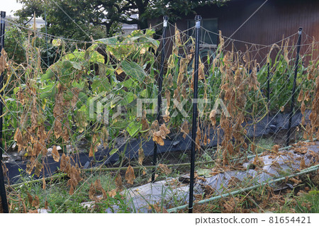 Cleaning up the cucumber field 81654421