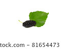organic Mulberry fruits with green leaves isolated on white background. 81654473