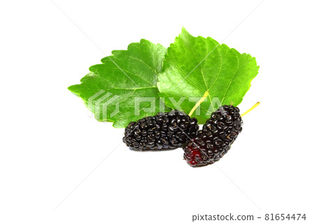 organic Mulberry fruits with green leaves isolated on white background 81654474