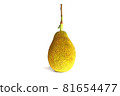 jackfruit vertical  isolated on a white background 81654477