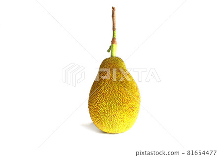 jackfruit vertical isolated on a white background jackfruit vertical isolated on a white background 81654477