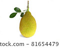 jackfruit vertical isolated on a white background 81654479