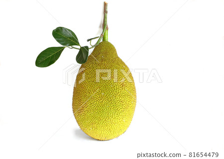 jackfruit vertical isolated on a white background 81654479
