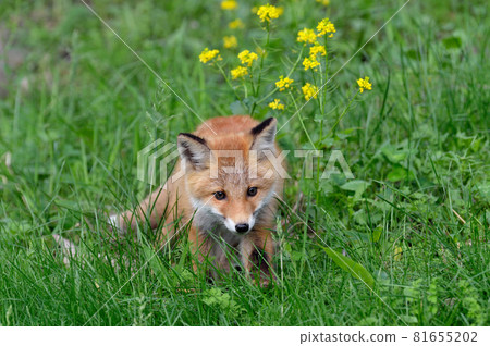 Rape blossoms and baby red fox (Shiretoko, Hokkaido) Rape blossoms and baby red fox (Shiretoko, Hokkaido) 81655202
