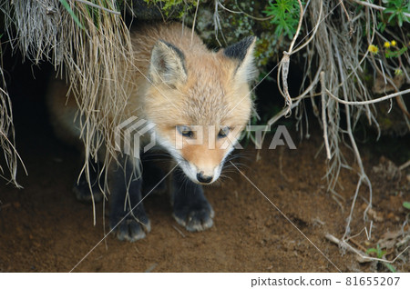 A baby red fox peeking out from its den (Taiju Town, Hokkaido) A baby red fox peeking out from its den (Taiju Town, Hokkaido) 81655207