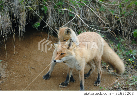 A baby red fox clinging to its mother (Taiju Town, Hokkaido) 81655208