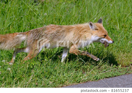 Northern fox capturing a rat (Shiretoko, Hokkaido) 81655237