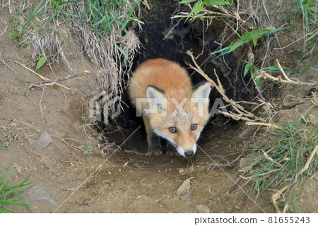 A baby red fox emerges from its den (Shiretoko, Hokkaido) A baby red fox emerges from its den (Shiretoko, Hokkaido) 81655243