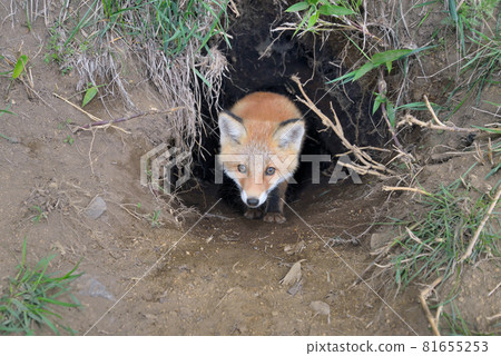 A baby red fox emerges from its den (Shiretoko, Hokkaido) 81655253